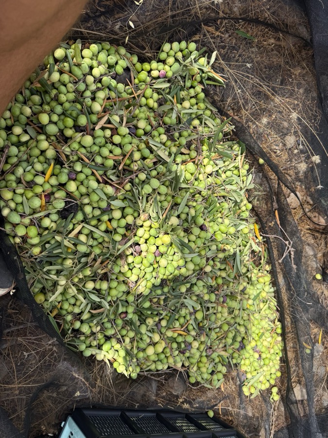 Impressie van Finca Mariposa