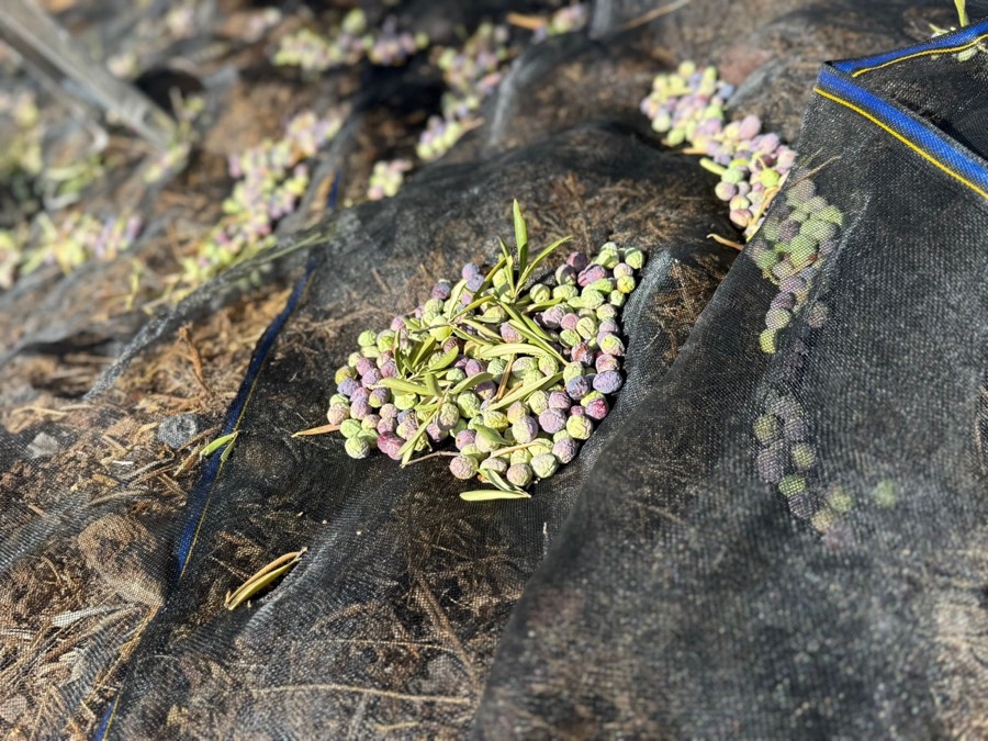 Impressie van Finca Mariposa